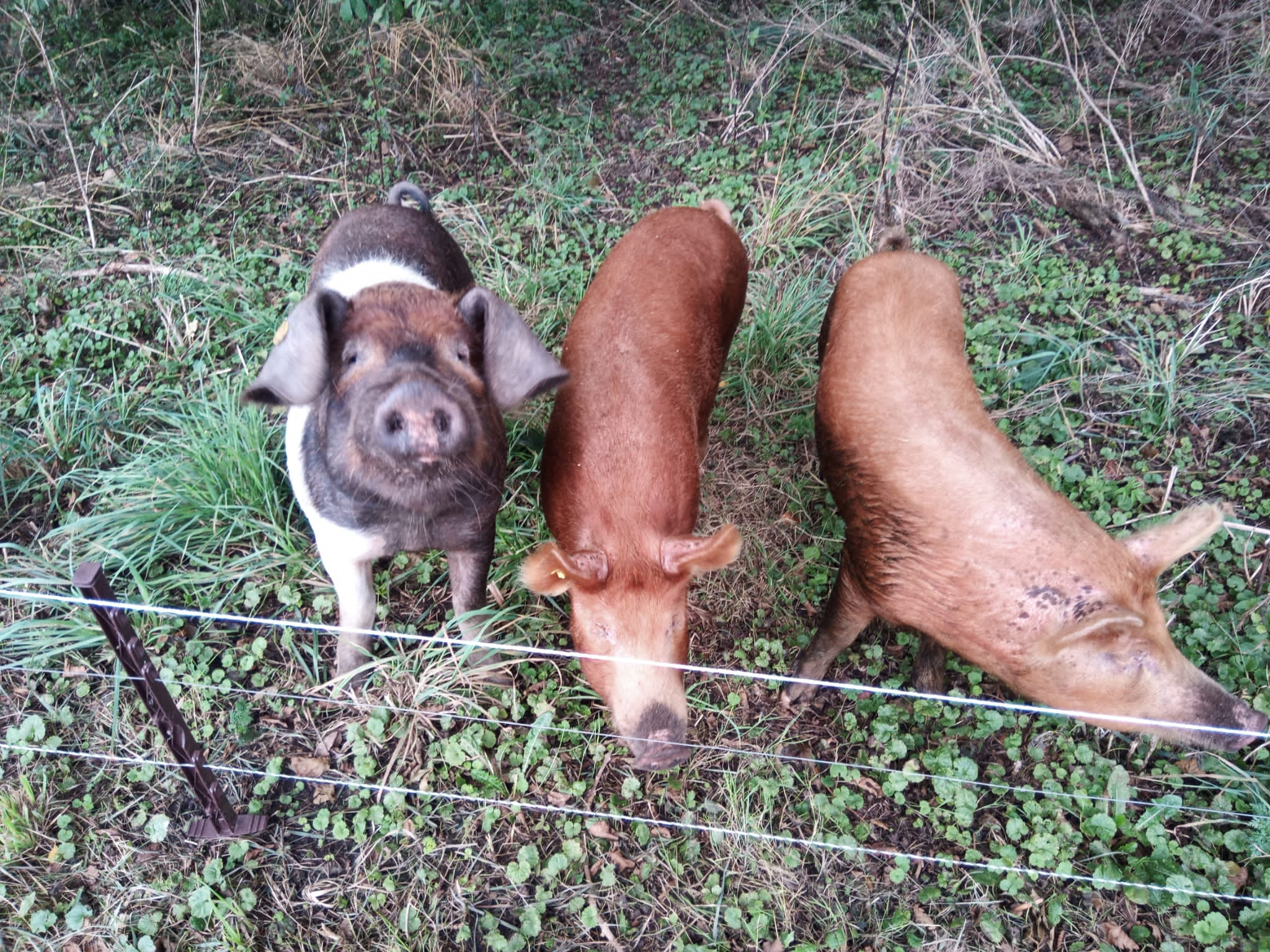 Sneeker Econoom Gorter Over Varkens Brekt