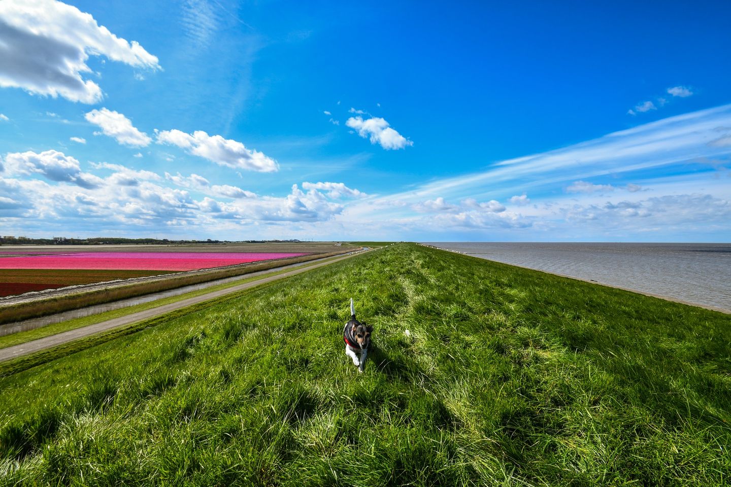 Jack Russell Aan Het Wad Brekt